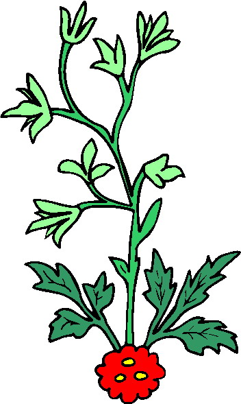 Plants clip art