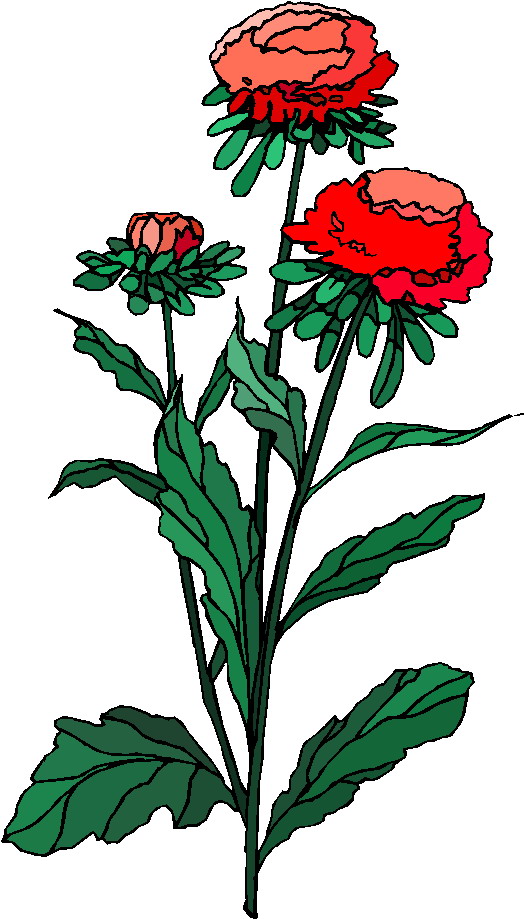 Plants clip art