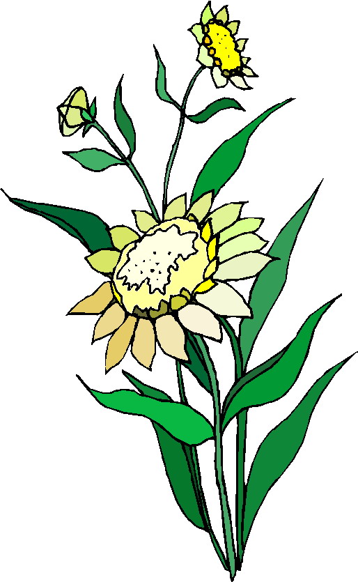 Plants clip art