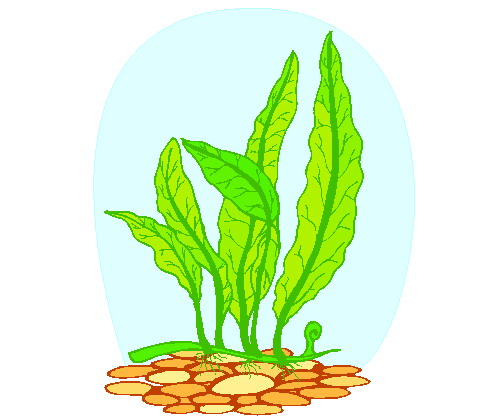 Plants clip art