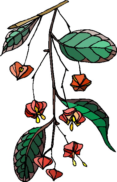 Plants clip art