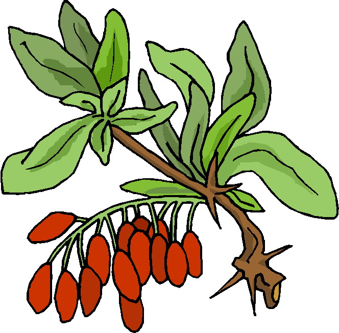 Plants clip art