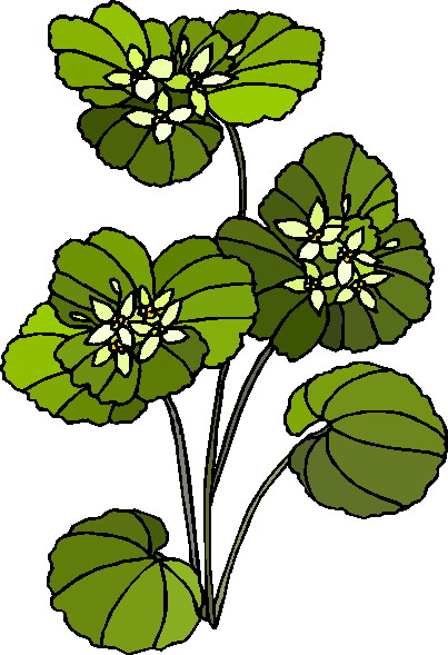 Plants clip art