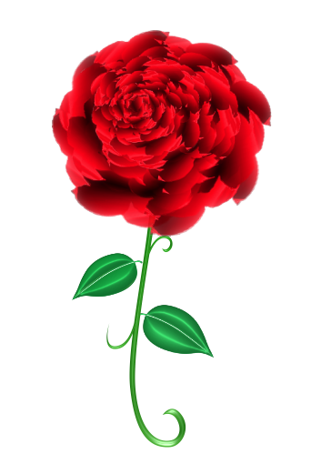 Red Rose