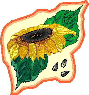 Sunflower clip art