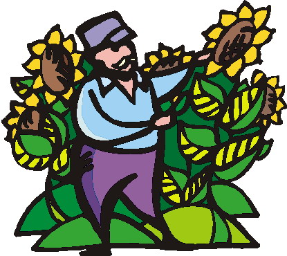 Sunflower clip art