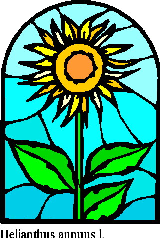 Sunflower clip art