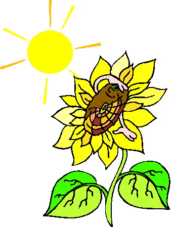 Sunflower clip art