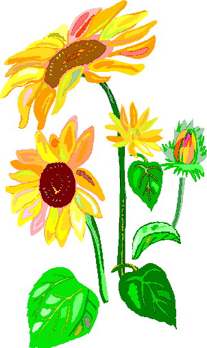 Sunflower clip art