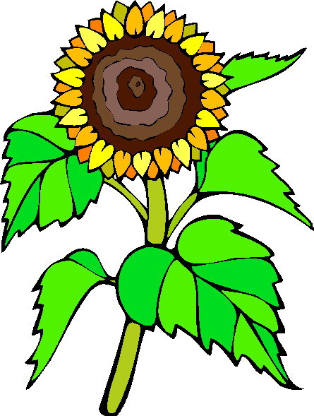 Clip Art - Clip art sunflower 331101.