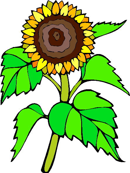 Sunflower clip art