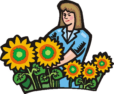 Sunflower clip art