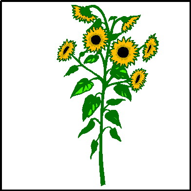 Sunflower clip art