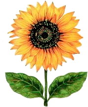 Sunflower clip art