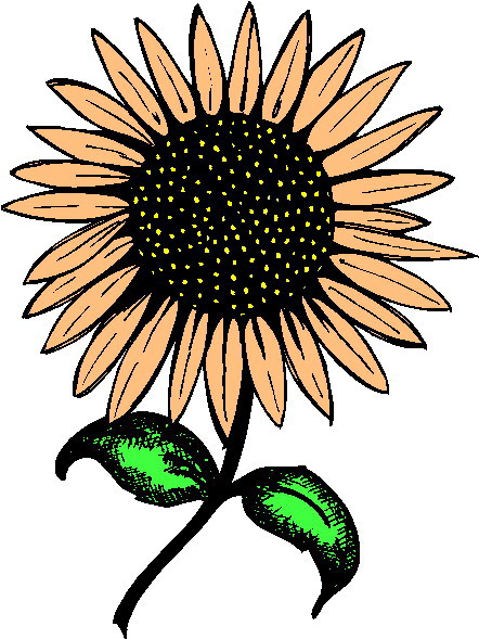 Sunflower clip art