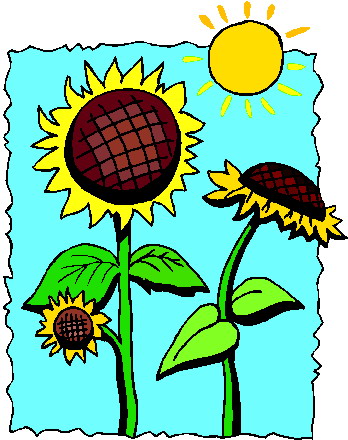 Sunflower clip art