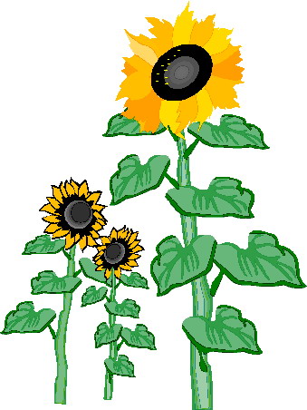 Sunflower clip art