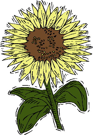 Sunflower clip art