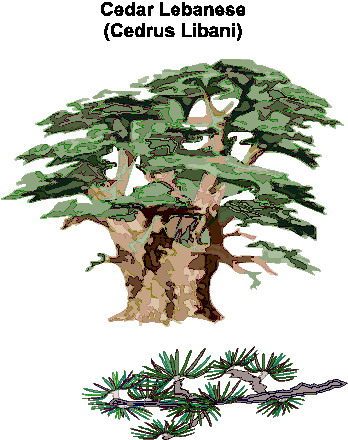 Trees clip art