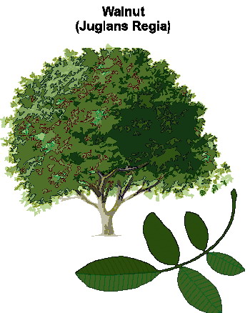 Trees clip art