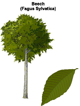 Trees clip art