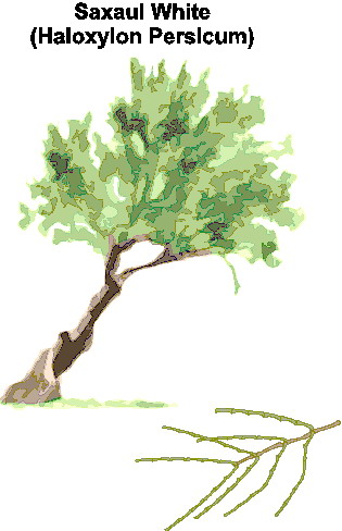 Trees clip art