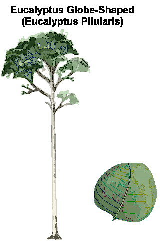 Trees clip art