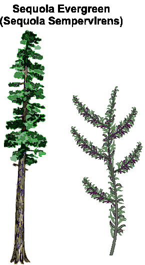 Trees clip art