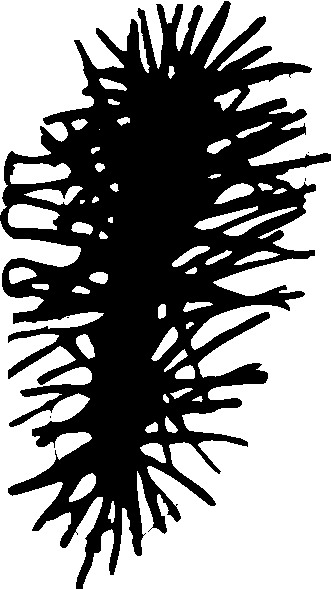 Trees clip art
