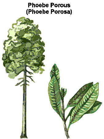 Trees clip art