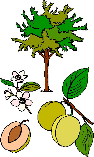 Trees clip art