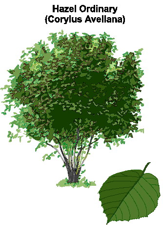 Trees clip art