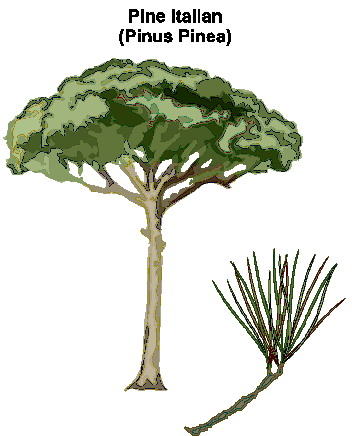 Trees clip art