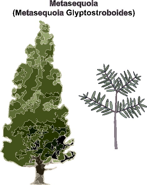 Trees clip art