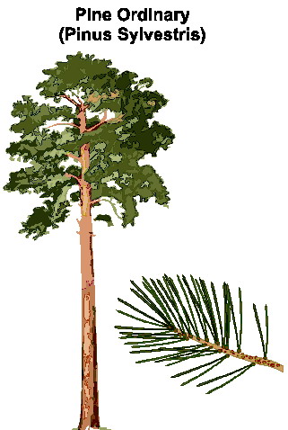 Trees clip art