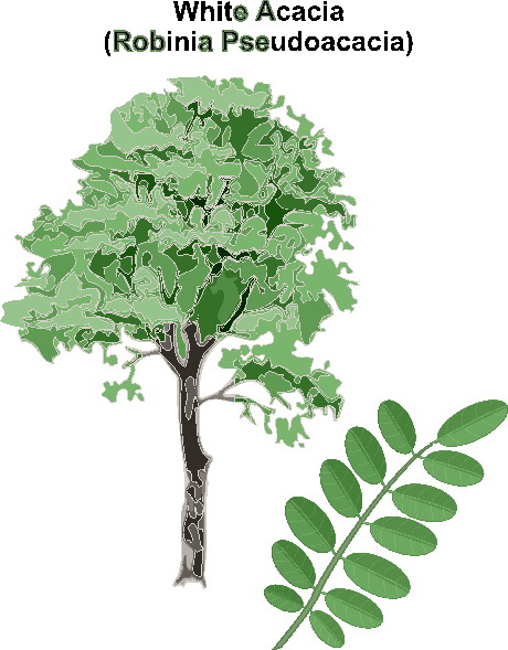 Trees clip art