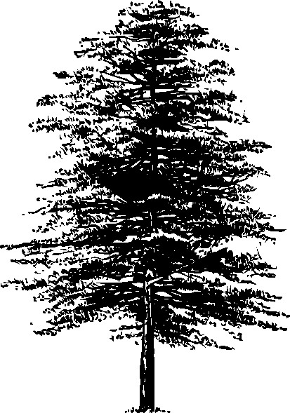 Trees clip art