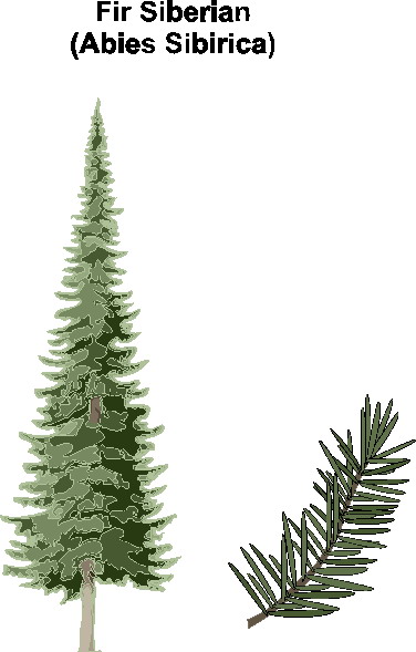 Trees clip art