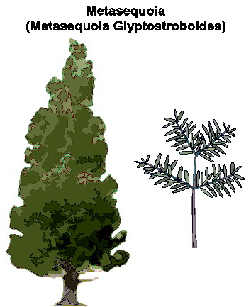 Trees clip art