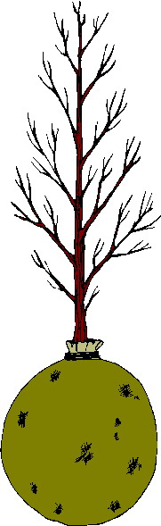 Trees clip art