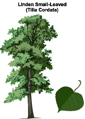 Trees clip art