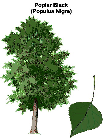 Trees clip art