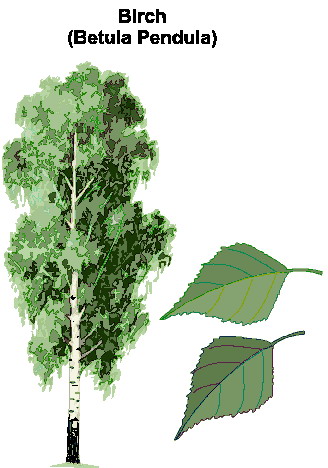 Trees clip art