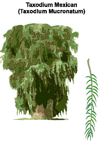 Trees clip art