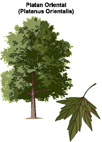 Trees clip art