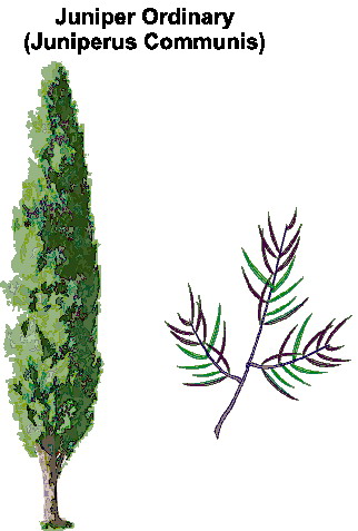 Trees clip art