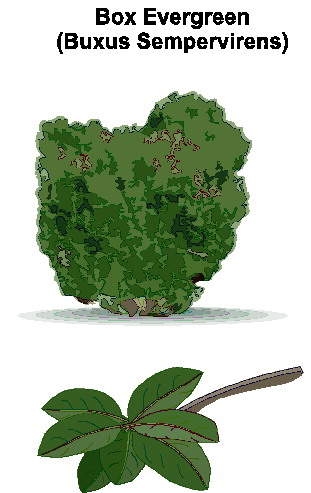 Trees clip art