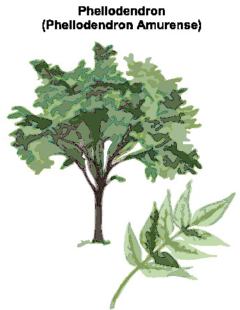 Trees clip art