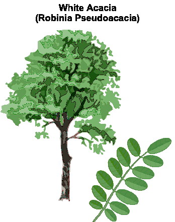 Trees clip art