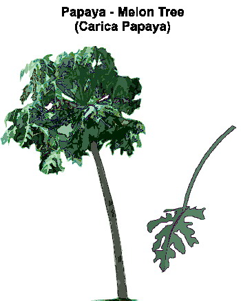 Trees clip art